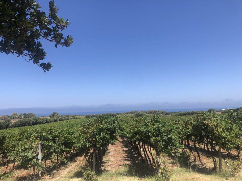 Cantina Ligios, w oddali widać Morze Środziemne