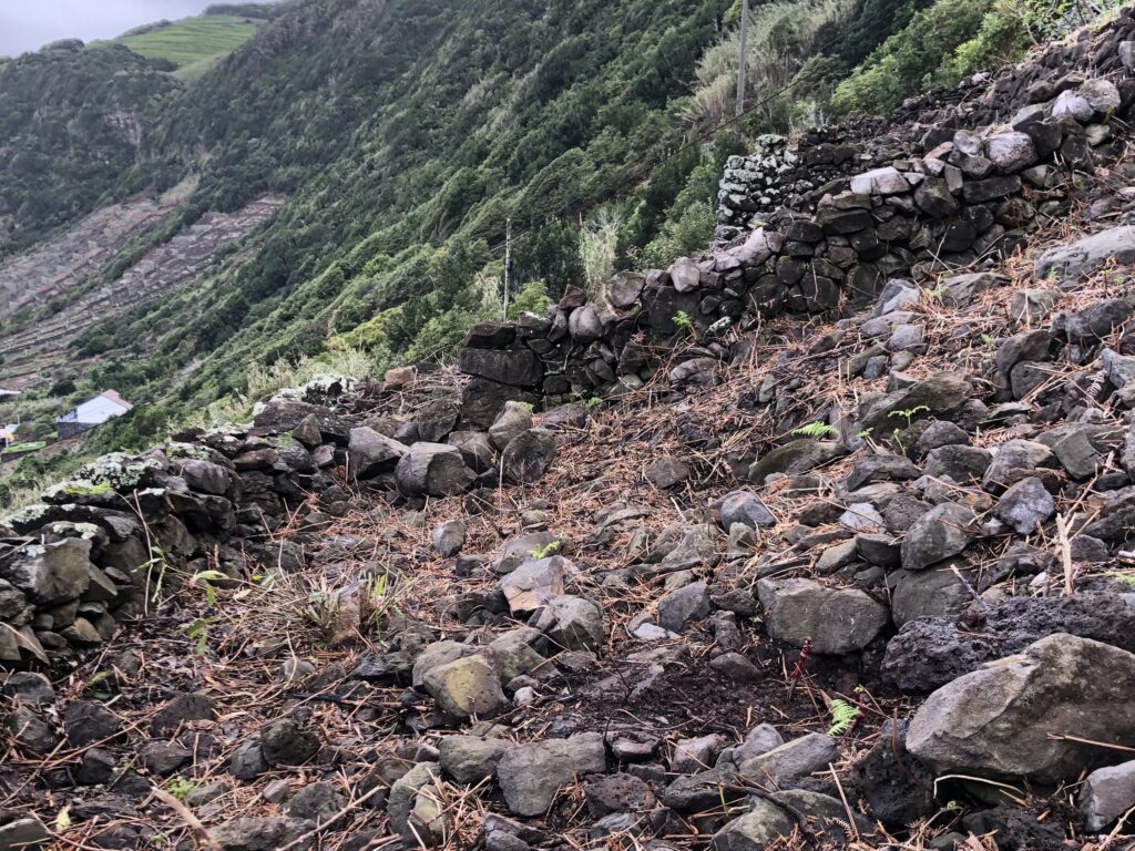 W kamiennym okręgu w prawym dolnym rogu widać winorośl