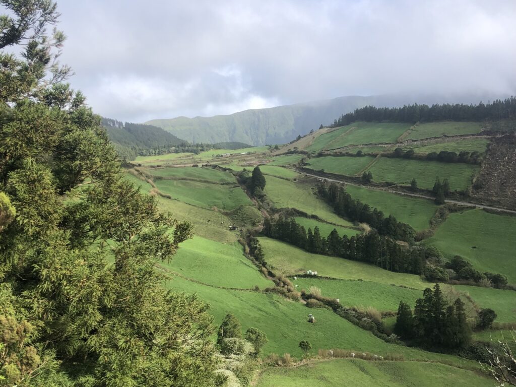 Wino z Azorów - Sao Miguel