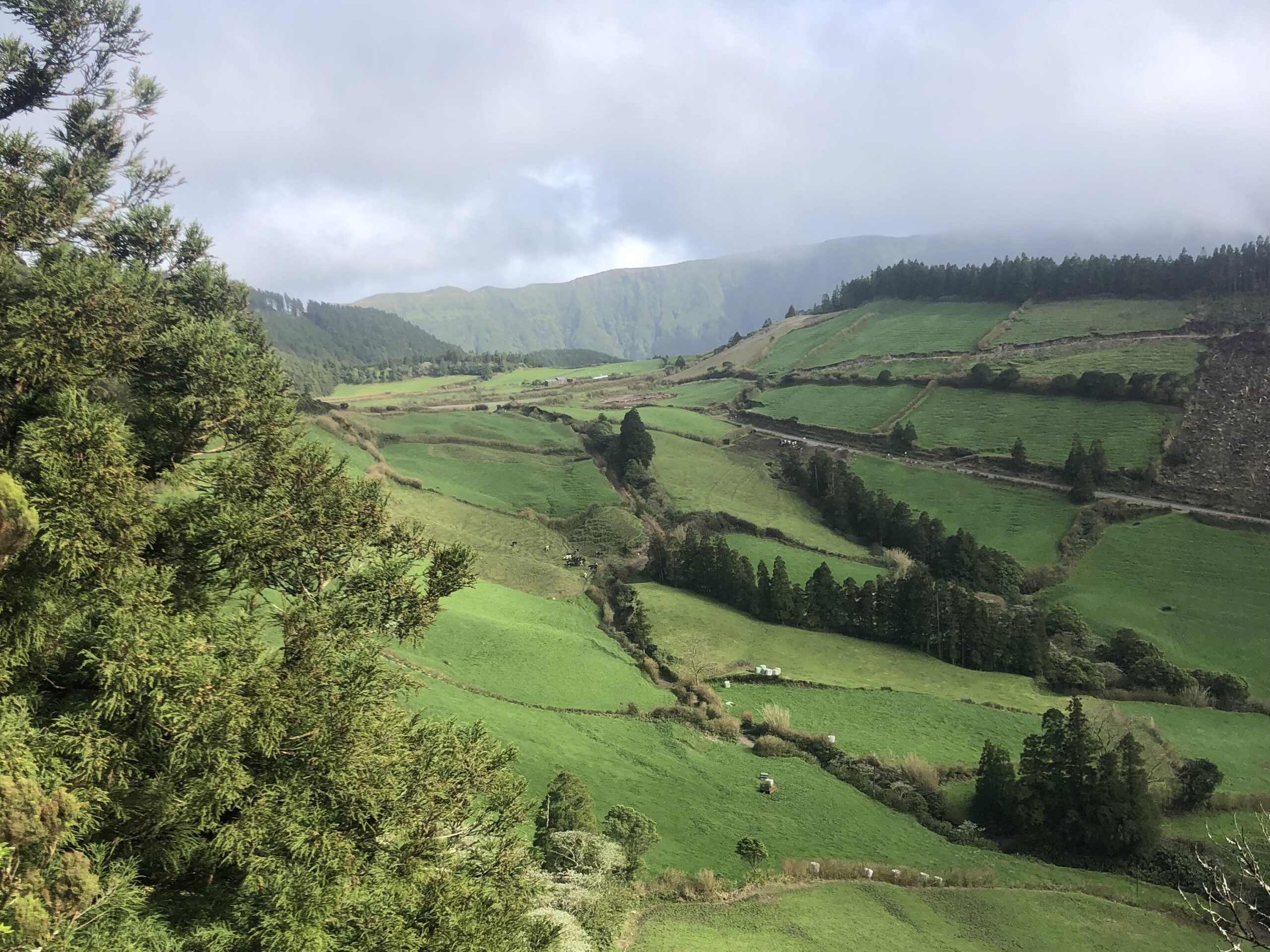 Wino z Azorów. Sao Miguel